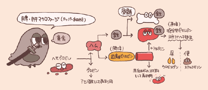 脾臓や肝臓のマクロファージによるヘモグロビンの代謝プロセスを示したフローチャートです。破壊された赤血球からヘモグロビンが取り出され、鉄は再利用のために骨髄へ、ヘムは間接ビリルビンから肝臓を経て直接ビリルビンとなり、最終的に尿(ウロビリゲン)や便(ステルコビリン)として排出される流れが描かれています。