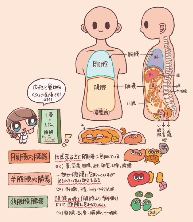 胸腔と腹腔を包む胸膜・腹膜の構造と、臓器の分類(腹膜内、半腹膜内、後腹膜臓器)をまとめた図解です。腹膜の総面積が畳約1畳分(約1.7平方メートル)あることや、胃や小腸は腹膜に包まれ、腎臓や膵臓は腹膜の後ろ(背中側)に位置するといった位置関係が、人体断面図と共に示されています。