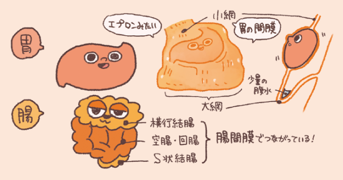 胃と腸を包む腹膜の特殊な形態である「網(もう)」と「腸間膜」の解説図です。胃をエプロンのように覆う大網・小網の構造や、横行結腸・空腸・回腸などが腸間膜によって後腹壁とつながり、その間を血管や神経が通る仕組みが模式的に描かれています。