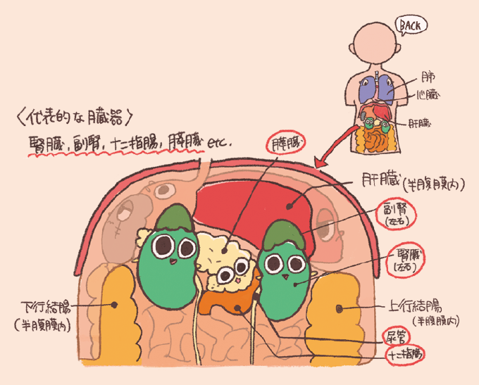 後腹膜臓器を中心に、腹部臓器の配置を背面から見たような視点で描いた解剖図です。腹膜の後ろ側に位置する代表的な臓器として、左右の腎臓と副腎、膵臓、十二指腸、尿管が示されています。また、肝臓や上行・下行結腸が「半腹膜内臓器」であることも補足されています。