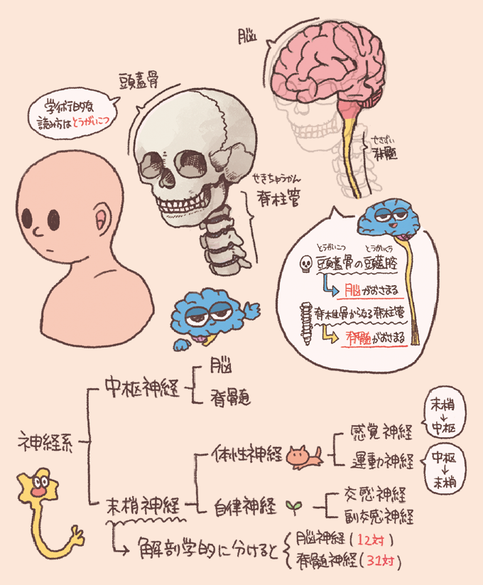 神経系の全体的な分類と、中枢神経が保護されている構造を説明した図解です。脳が頭蓋骨(頭蓋腔)に、脊髄が脊柱管に収まっている様子や、神経系を「中枢(脳・脊髄)」と「末梢(体性・自律神経)」に分ける系統図が示されています。