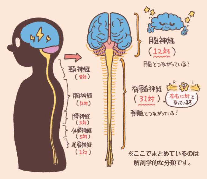 末梢神経の解剖学的な分類を示したイラストです。脳から出る12対の「脳神経」と、脊髄から左右に対になって出る計31対の「脊髄神経(頸・胸・腰・仙骨・尾骨神経)」の内訳が分かりやすく描かれています。