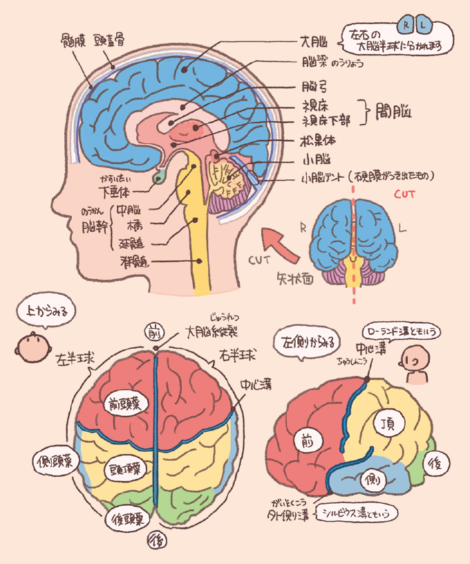 脳の解剖図と各部位の名称を説明するイラスト図解。 1.正中矢状面図:大脳、脳梁(のうりょう)、脳弓、視床・視床下部(間脳)、松果体、下垂体、中脳・橋(きょう)・延髄(脳幹)、小脳、脊髄、髄膜などの位置関係が示されています。 2.大脳の区分:上から見た図と左側面から見た図で、前頭葉、頭頂葉、側頭葉、後頭葉の4つの主要な葉が色分けされています。 3.溝と裂:左右の大脳半球を分ける大脳縦裂(だいじゅうれつ)、前頭葉と頭頂葉を分ける中心溝(ローランド溝)、側頭葉を分ける外側溝(シルビウス溝)といった重要な溝の名称も記載されています。