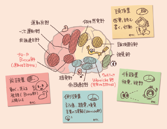 大脳の各部位(機能局在)の役割を説明するイラスト図解。前頭葉(赤): 運動前野、一次運動野、前頭連合野が含まれ、「動く、考える、人間らしさ」を司る。発語に関わる「ブローカ(Broca)野(運動性言語中枢)」もここに位置する。頭頂葉(黄): 体性感覚野、頭頂連合野が含まれ、「感覚、読む、書く、行動」を司る。側頭葉(青): 聴覚野、側頭連合野が含まれ、「記憶、聴覚、嗅覚」を司る。言葉の理解に関わる「ウェルニッケ(Wernicke)野(感覚性言語中枢)」もここに位置する。後頭葉(緑): 視覚野が含まれ、視覚情報を司る。 それぞれの領域が脳の側面図上で色分けされて解説されています。