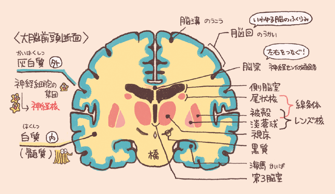 大脳の前頭断面図。外側の「灰白質(皮質)」と内側の「白質(髄質)」の層構造が示されています。表面の凹凸は「脳溝(のうこう)」と「脳回(のうかい)」と呼ばれます。内部には、左右をつなぐ「脳梁(のうりょう)」、側脳室、第3脳室のほか、神経細胞の集団である「神経核」として、尾状核、被殻、淡蒼球(これらは線条体やレンズ核を構成)、視床、黒質、海馬などが配置されています。最下部には橋(きょう)が位置しています。