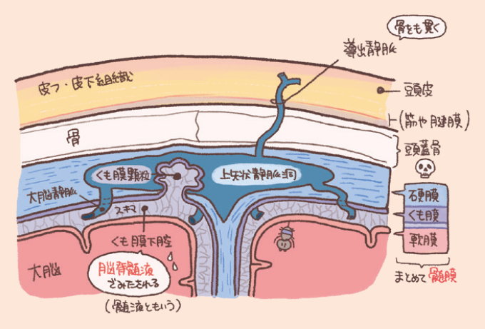 頭皮から大脳にいたるまでの層構造と髄膜を説明するイラスト図解。表面から順に、皮膚・皮下組織、帽状腱膜(筋や腱膜)、頭蓋骨があり、その下に脳を包む「髄膜」として、硬膜、くも膜、軟膜の三層構造が示されています。くも膜と軟膜の間の「くも膜下腔」は脳脊髄液(髄液)で満たされており、くも膜顆粒が大脳静脈洞(上矢状静脈洞)へ突出している様子が描かれています。また、骨を貫いて頭皮側と静脈洞をつなぐ「導出静脈」の存在も記載されています。