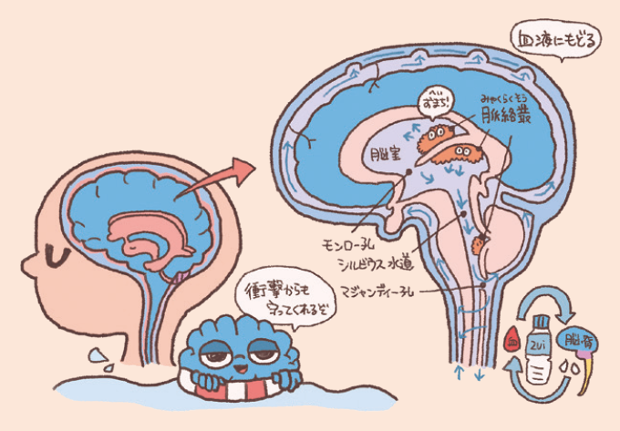 脳脊髄液(髄液)の産生と循環経路を説明するイラスト図解。脳室にある「脈絡叢(みゃくらくそう)」で髄液が作られ、モンロー孔、シルビウス水道、マジャンディー孔といった通路を経て、脳や脊髄の周囲(くも膜下腔)を循環する様子が矢印で示されています。最終的には上矢状静脈洞から「血液にもどる」仕組みが描かれています。また、髄液が脳を衝撃から守るクッションの役割を果たしていることが、浮き輪をつけた脳のキャラクターと共に解説されています。
