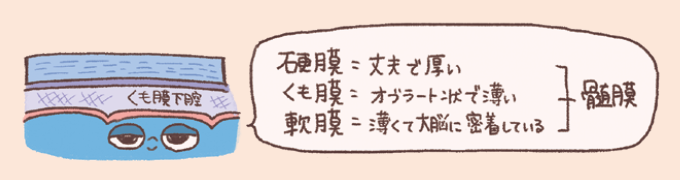 髄膜(ずいまく)を構成する三層の膜の特徴を説明するイラスト。硬膜(こうまく): 一番外側にあり、丈夫で厚いのが特徴。くも膜: 中間に位置し、オブラート状で薄い膜。くも膜の下には「くも膜下腔」がある。軟膜(なんまく): 一番内側にあり、非常に薄く大脳の表面に密着している。これら三つをまとめて髄膜と呼び、脳のキャラクターの上に層状に重なっている様子が描かれています。
