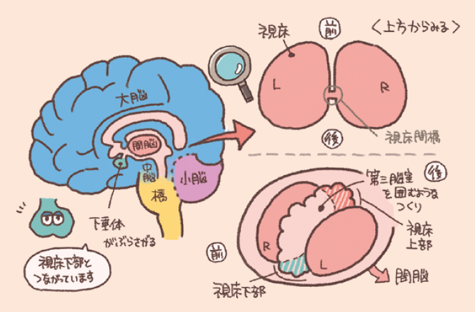 間脳(かんのう)の位置と構造を説明するイラスト図解。全体像: 脳の正中矢状断において、大脳の下部、中脳の上に位置する間脳が示されています。その下には下垂体がぶら下がり、「視床下部とつながっています」と解説されています。上方からの構造: 左右一対の視床が「視床間橋(ししょうかんきょう)」でつながっている様子が描かれています。間脳の詳細: 第3脳室を囲むような立体構造として、視床、視床上部、視床下部の配置が示されています。