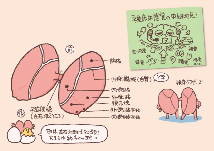 間脳の一部である「視床(ししょう)」の構造と役割を説明するイラスト図解。視床は左右対称のタマゴ型(大きさは約4cm)をしており、内部はY字型の「内側髄板(白質)」によって前核、内側核、外側核に分けられています。後部には視床枕、外側膝状体、内側膝状体といった部位があり、左右は視床間橋でつながっています。また、視床は「感覚の中継地点」と定義され、皮膚感覚、痛覚、視覚、聴覚、味覚などの情報を脳の各部位へ振り分ける司令塔のような役割を担っていることが、オペレーターに扮した脳のキャラクターと共に解説されています。
