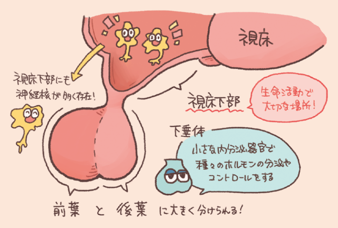 視床下部(ししょうかぶ)と下垂体(かすいたい)の位置関係と役割を説明するイラスト図解。視床のすぐ下に位置する視床下部には多くの神経核が存在し、「生命活動で大切な場所」とされています。視床下部の下には、小さな内分泌器官である下垂体がぶら下がっており、種々のホルモンの分泌やコントロールを行っています。下垂体は、前方の「前葉(ぜんよう)」と後方の「後葉(こうよう)」に大きく分けられる構造が描かれています。