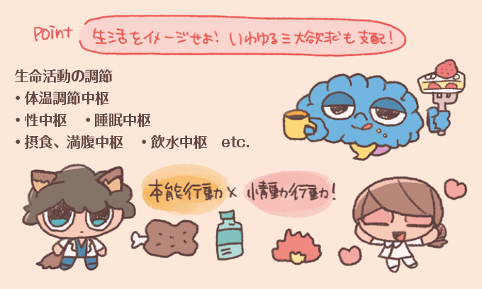 視床下部(ししょうかぶ)が司る「生命活動の調節」機能を説明するイラスト図解。視床下部は自律神経系の中枢であり、以下の機能を支配しています。生命活動の調節: 体温調節中枢、性中枢、睡眠中枢。本能的欲求の支配: 摂食・満腹中枢(食事)、飲水中枢(水分補給)など、いわゆる三大欲求も支配。これらは「本能行動 × 情動行動」として定義され、生存に直結する重要な役割を担っています。