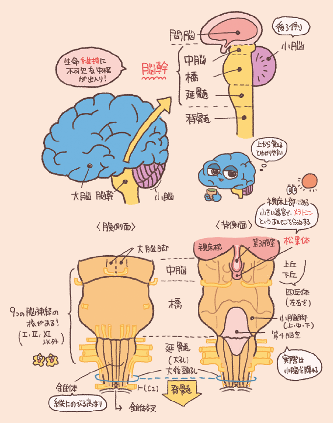 脳幹(のうかん)の解剖学的構造と位置関係を説明するイラスト図解。全体像と構成: 脳幹は上から「中脳(ちゅうのう)」「橋(きょう)」「延髄(えんずい)」の3つで構成され、間脳と脊髄をつなぐ位置にあります。「生命維持に不可欠な中枢」が集まっていることが強調されています。腹側面(前面): 大脳脚、錐体(すいたい)、錐体交叉などが示されています。また、I・II・XI以外の9つの脳神経の核が存在することが記されています。背面図: 視床上部にある松果体(メラトニンを分泌)、視床枕、中脳の四丘体(上丘・下丘)、第4脳室、小脳脚などが詳しく描かれています。