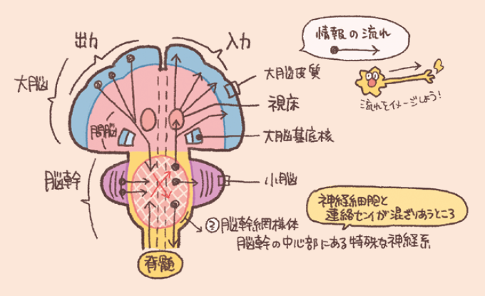 脳内における情報の流れと「脳幹網様体(のうかんもうようたい)」の役割を説明するイラスト図解。情報の入力と出力: 脊髄からの感覚情報が脳幹を経て、間脳(視床)で中継され、大脳皮質へと伝わる「入力」の流れと、大脳皮質や大脳基底核からの命令が脳幹を経て脊髄へ伝わる「出力」の流れが矢印で示されています。脳幹網様体: 脳幹の中心部に位置する特殊な神経系。神経細胞と連絡線維が複雑に混ざり合う場所であり、大脳、視床、小脳、脊髄など、あらゆる方向へ情報を中継・拡散させるネットワークのような役割を果たしている様子が描かれています。