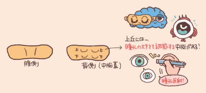 中脳(ちゅうのう)の構造と、視覚反射に関わる機能を説明するイラスト図解。中脳の形状: 腹側と背側(中脳蓋)の形状が示されています。背側には「上丘(じょうきゅう)」と「下丘(かきゅう)」が左右一対ずつ、計4つのふくらみ(四丘体)がある様子が描かれています。上丘には「瞳孔の大きさを調節する中枢」があることが強調されています。ライトで照らされた目に反応して瞳孔が収縮する「瞳孔反射(対光反射)」の様子がイラストで示されており、視覚的な反射の拠点であることを説明しています。