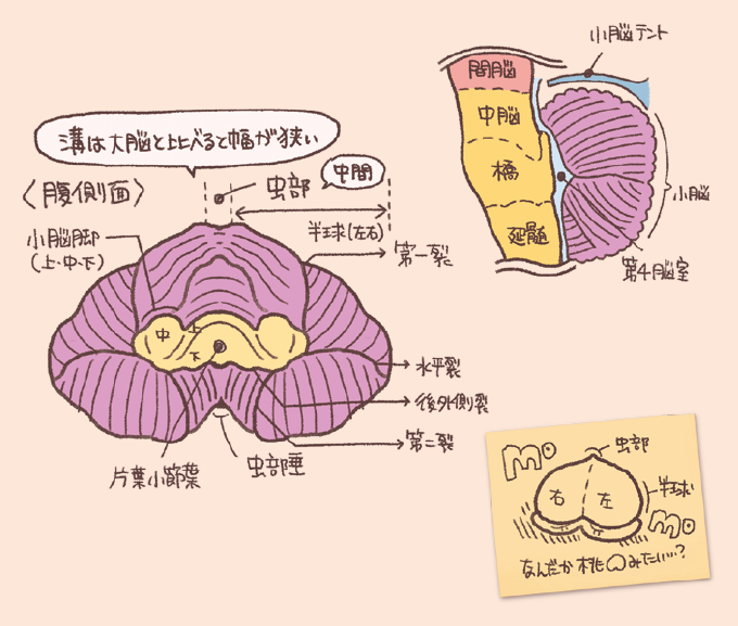 小脳の解剖学的構造と各部位の名称を解説した手書き風イラスト。左側に小脳の腹側面(虫部・左右半球・第一裂・水平裂など)、右上部に脳幹との位置関係、右下部に桃に例えた小脳の概略イメージメモが描かれている。