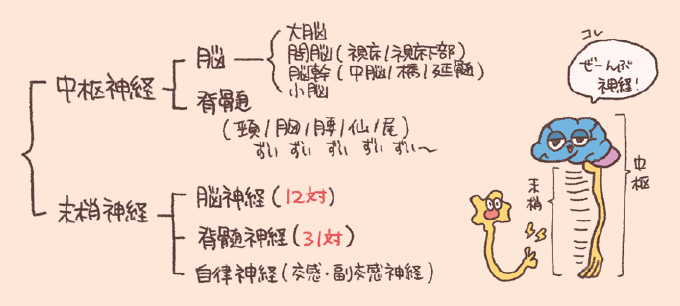 神経系の分類(中枢神経と末梢神経)を解説した手書き風イラスト図。左側には中枢神経(脳・脊髄)と末梢神経(脳神経12対・脊髄神経31対・自律神経)の樹状図テキスト、右側には脳と脊髄、末梢神経をイメージしたキャラクターイラストが描かれている。