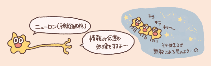 ニューロン(神経細胞)の機能と存在を星に例えた手書き風イラスト図。左側には神経細胞のキャラクターと「ニューロン(神経細胞)」「情報の伝達や処理をするよ〜」という吹き出しがあり、右側には無数の星の中に並ぶ3匹の神経細胞キャラクターと「それはまるで無数にある星のよう…」という説明が描かれている。