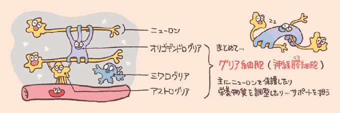 グリア細胞(神経膠細胞)の種類と役割を解説した手書き風イラスト図。左側にニューロンを支えるオリゴデンドログリア、ミクログリア、アストログリアのイラストと名称、右側にこれらをまとめてグリア細胞と呼びニューロンの保護や栄養調整などのサポートを担う旨の解説が描かれている。