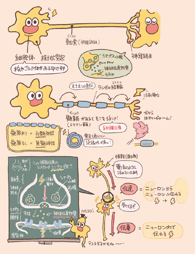 ニューロンの構造と刺激伝達の仕組みを解説した手書き風イラスト図。細胞体や軸索などの基本構造、髄鞘(ミエリン鞘)による跳躍伝導、シナプスにおける神経伝達物質のやり取り、さらに『伝達(ニューロン間)』と『伝導(ニューロン内)』の違いが図解されている。