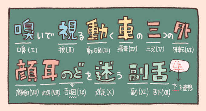 12対の脳神経とそれらが出る部位(脳幹より上・中脳・橋・延髄)を色分けして解説した手書き風イラスト図。中央に脳底面の図が描かれ、嗅神経(Ⅰ)から舌下神経(Ⅻ)までの位置と起始部が分かりやすく示されている。