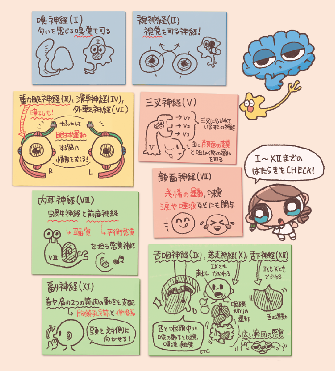 脳神経ⅠからⅫまでの働きをグループごとにまとめた手書き風イラスト図。嗅神経(Ⅰ)、視神経(Ⅱ)、動眼神経・滑車神経・外転神経(Ⅲ・Ⅳ・Ⅵ)、三叉神経(Ⅴ)、顔面神経(Ⅶ)、内耳神経(Ⅷ)、副神経(Ⅺ)、舌咽・迷走・舌下神経(Ⅸ・Ⅹ・Ⅻ)の主な機能が、付箋風カードとイラストで解説されている。