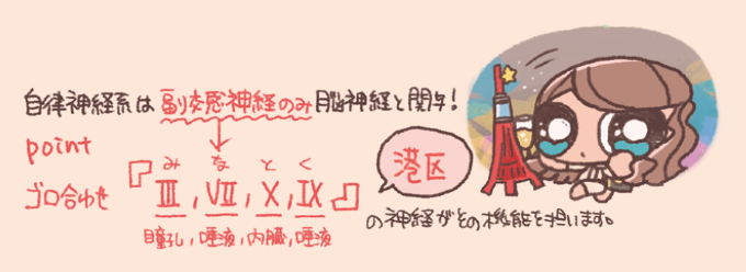 脳神経に含まれる副交感神経繊維を覚えるためのゴロ合わせ手書き風イラスト図。自律神経系では副交感神経のみが脳神経(Ⅲ・Ⅶ・Ⅹ・Ⅸ)と関与することを説明し、「みなとく(港区)」という語呂合わせと東京タワー背景の港区女子風キャラクターが描かれている。