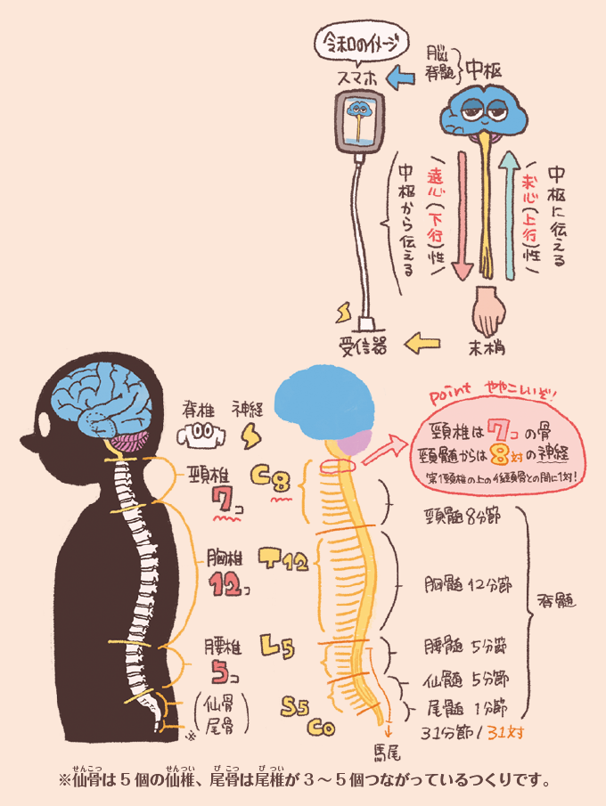 脊髄(せきずい)の構造と情報の伝達経路を説明するイラスト図解。情報の流れ: 脳・脊髄を「中枢」とし、末梢からの情報を中枢へ伝える「求心性(上行性)」と、中枢からの命令を末梢へ伝える「遠心性(下行性)」の流れが示されています。脊椎と脊髄の対応: 背骨(脊椎)の数と、そこから出る脊髄神経のペア数が詳しく解説されています。頸椎: 7個の骨に対し、神経は8対(第1頸椎の上からも出るため)。胸椎: 12個の骨に対し、神経は12対。腰椎: 5個の骨に対し、神経は5対。仙骨・尾骨: 仙髄5分節、尾髄1分節。 合計で31分節/31対の脊髄神経が存在し、下端は「馬尾(ばび)」と呼ばれる構造になっている様子が描かれています。