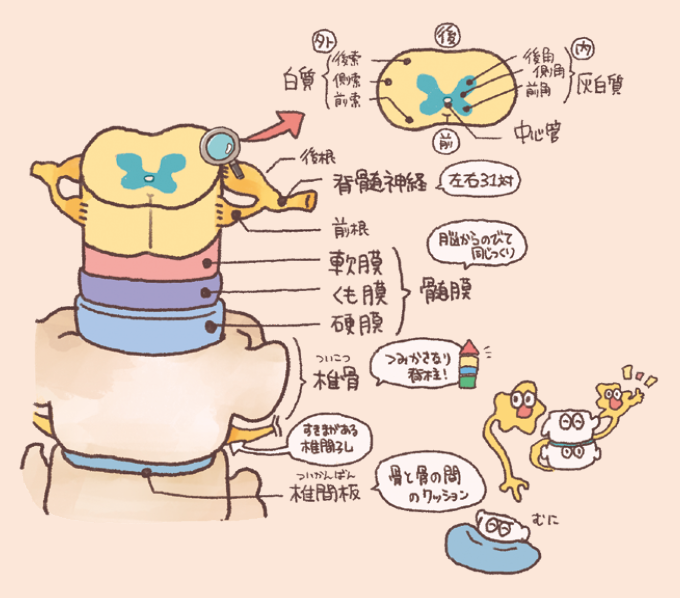 脊髄(せきずい)の断面構造と、それを取り巻く保護組織を説明するイラスト図解。脊髄の断面: 蝶のような形をした内側の「灰白質(かいはくしつ)」と、外側の「白質(はくしつ)」で構成されています。灰白質には前角、側角、後角があり、中央には中心管が通っています。白質は前索、側索、後索に分けられます。髄膜の三層: 脳と同様に、脊髄も内側から「軟膜」「くも膜」「硬膜」の三層の髄膜で保護されています。周囲の骨構造: 脊髄は椎骨が積み重なった「脊柱(せきちゅう)」の中に収まっており、骨と骨の間にはクッションの役割を果たす「椎間板(ついかんばん)」があります。脊髄神経: 脊髄からは後根(感覚)と前根(運動)が合流して、左右31対の脊髄神経として「椎間孔(ついかんこう)」の隙間から出ていく様子が描かれています。