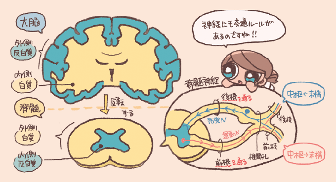 大脳と脊髄の層構造の違い、および脊髄神経の伝導経路を説明するイラスト図解。灰白質と白質の反転: 大脳は「外側が灰白質、内側が白質」ですが、脊髄ではそれが反転し「外側が白質、内側が灰白質」となっている構造的特徴が示されています。脊髄神経の交通ルール:感覚神経(求心性): 末梢からの情報は脊髄の背側にある「後根(こうこん)」を通って中枢(脊髄)へ入ります。運動神経(遠心性): 中枢からの命令は脊髄の腹側にある「前根(ぜんこん)」を通って末梢へ伝わります。