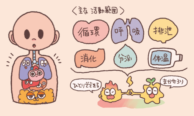 自律神経系の主な活動範囲と役割を説明するイラスト図解。 左側には人体内部に心臓、肺、肝臓、胃腸などの臓器キャラクターが描かれています。主な活動範囲として「循環」「呼吸」「排泄」「消化」「分泌」「体温」の6項目が挙げられています。下部では交感神経と副交感神経をイメージさせるキャラクターが手を取り合っており、意識せずとも自動的に生命活動が調節されている仕組みを表現しています。