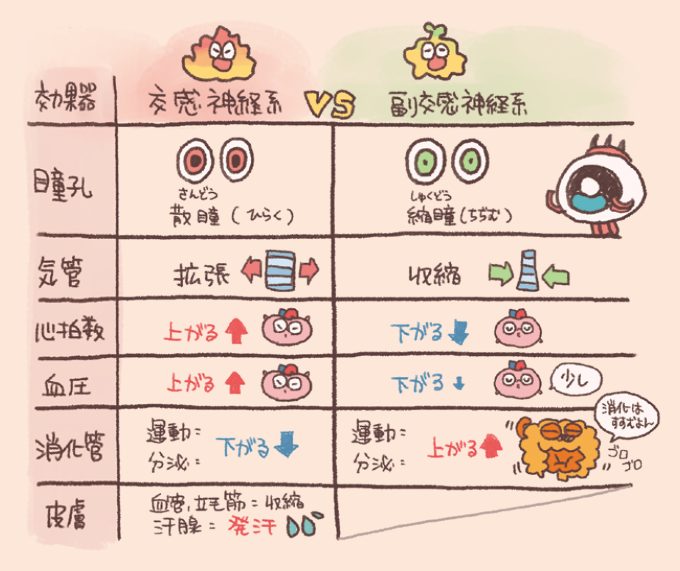 交感神経系と副交感神経系が各器官(効果器)に及ぼす作用の比較一覧表。〈効果器/交感神経系の作用/副交感神経系の作用〉瞳孔/散瞳(さんどう):ひらく/縮瞳(しゅくどう):ちぢむ|気管/拡張/収縮|心拍数/上がる/下がる|血圧/上がる/下がる(少し)|消化管/運動・分泌が下がる/運動・分泌が上がる(消化が進む)|皮膚/血管・立毛筋:収縮、汗腺:発汗/―