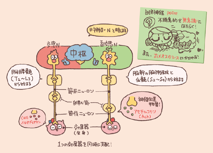 自律神経(交感神経・副交感神経)の構造と伝達物質を比較したイラスト図解。共通の構造: どちらも中枢から効果器(全身)に届くまでに、自律神経節を介して「節前ニューロン」と「節後ニューロン」の2つの神経細胞をリレーする。起始部の違い:交感神経: 胸髄・腰髄(T2〜L3)から始まる。副交感神経: 脳幹(脳神経核)と仙髄(S2〜S4)から始まる。神経伝達物質:効果器への末端: 副交感神経はアセチルコリン(Ach)を使用するが、交感神経はノルアドレナリン(NA)を使用する(※汗腺などの例外を除く)。機能的特徴: 自律神経は「不随意(無意識)」に働き、ホメオスタシス(恒常性)の維持に関わる。1つの効果器を交感・副交感の双方が同時に支配している様子が描かれています。