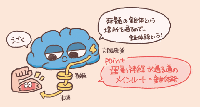 錐体路(すいたいろ)の概念を解説した手書き風イラスト図。大脳皮質から脊髄、末梢を経て筋肉へ指令が伝わる経路が示され、運動神経のメインルートであることや延髄の錐体を通過することがキャラクターの吹き出しと共に説明されている。