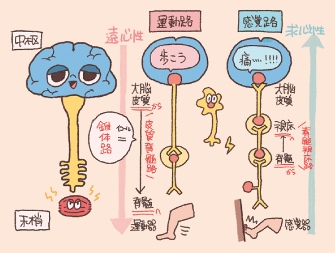 運動路(遠心性・皮質脊髄路/錐体路)と感覚路(求心性・脊髄視床路)の伝達方向の違いを解説した手書き風イラスト図。中枢から運動器(足)へ指示が下りる下降線と、感覚器(痛む足)から脊髄・視床を経て大脳皮質へ情報が上る上昇線が分かりやすく描かれている。