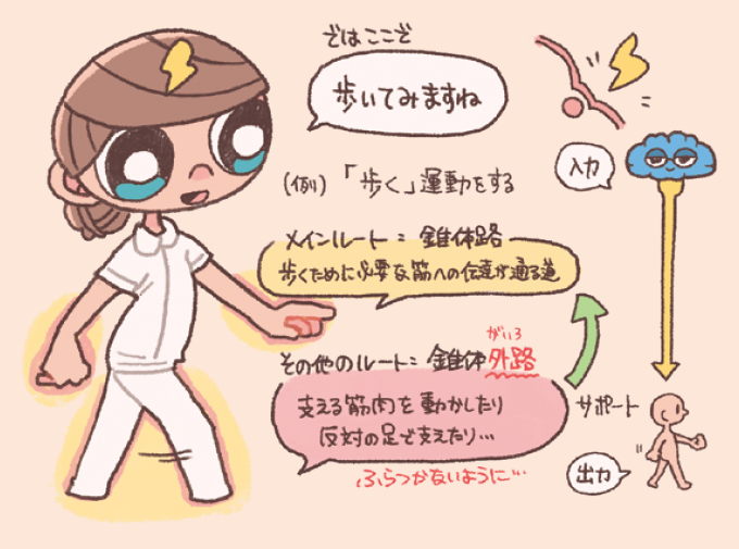「歩く」動作を例に錐体路と錐体外路の役割の違いを解説した手書き風イラスト図。歩くために必要な筋肉へ信号を送るメインルート(錐体路)と、姿勢保持やふらつき防止をサポートするその他のルート(錐体外路)の関係が分かりやすく描かれている。