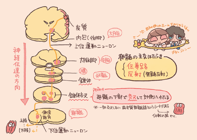 皮質脊髄路(錐体路)の解剖学的な経路を解説した手書き風イラスト図。大脳皮質から内包後脚、大脳脚、橋、延髄の錐体を経て、延髄下部で錐体交叉して対側へ渡り、脊髄の前角から下位運動ニューロンへ接続して筋肉へと向かう神経伝達の流れが示されている。