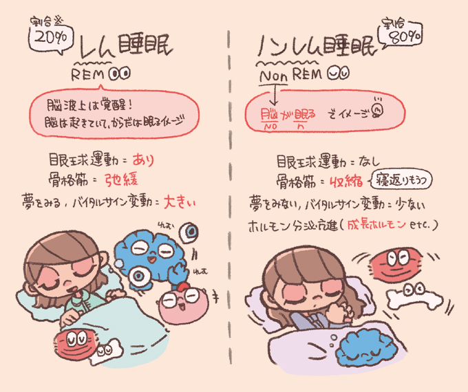 レム睡眠とノンレム睡眠の特徴を左右で比較した手書き風イラスト図。レム睡眠(割合20%:脳は起きていて体が眠る、眼球運動あり、骨格筋弛緩、バイタル変動大)とノンレム睡眠(割合80%:脳が眠る、眼球運動なし、寝返りをうつ、成長ホルモン分泌)の違いが詳細に解説されている。
