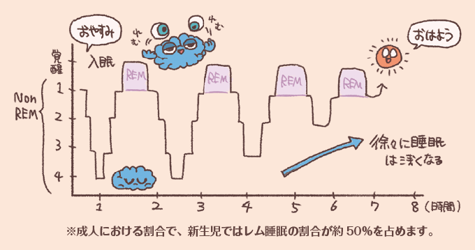 睡眠段階の推移(睡眠周期)を表した手書き風グラフイラスト図。入眠から覚醒までの時間経過に伴うレム睡眠(REM)とノンレム睡眠(段階1〜4)の繰り返しの波形が描かれ、朝方に向かって徐々に睡眠が浅くなることや、新生児ではレム睡眠の割合が約50%を占めるという補足テキストが添えられている。