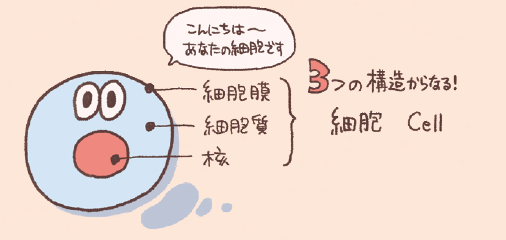 細胞は細胞膜、細胞質、核からできている