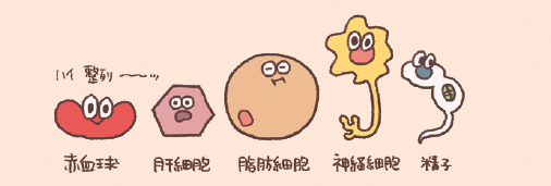 赤血球〈せっけっきゅう〉は血液細胞の1 種ですが核をもたない細胞。