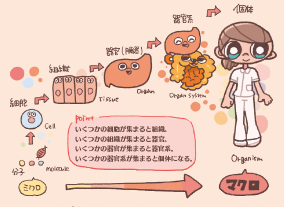 分子→細胞→組織→器官（臓器）→器官系→個体の図。