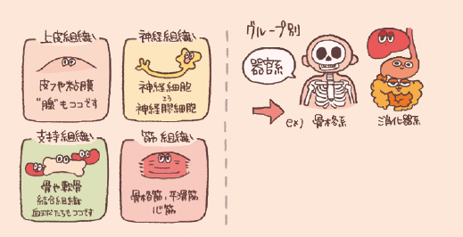 人間のからだは、上皮組織、神経組織、支持組織、筋組織の４種類の組織に分けられる。