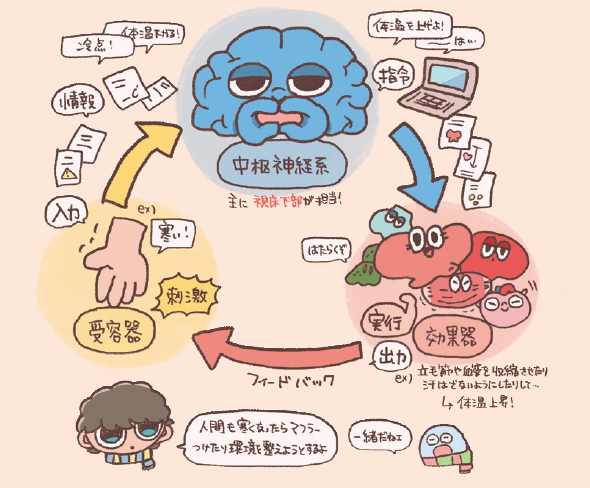 受容器からの入力が中枢神経系に届き、中枢神経から効果器に司令を出し、出力されたものが受容器にフィードバックされる。