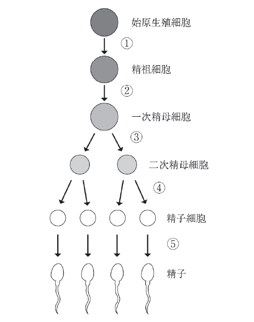 始原生殖細胞→①→精粗細胞→②→一時精母細胞→③→二次精母細胞→④→精子細胞→⑤→精子