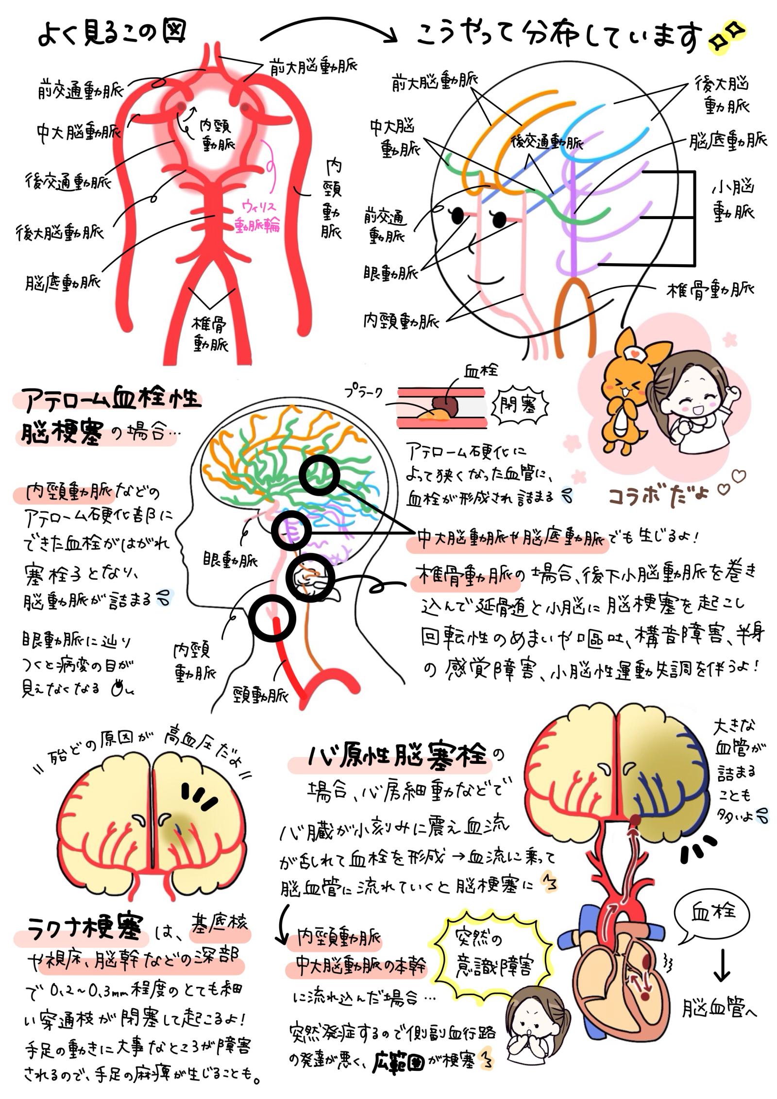 脳循環解説画像