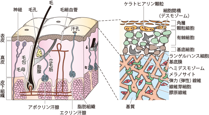 牛乳は角質除去に効果がありますか?
