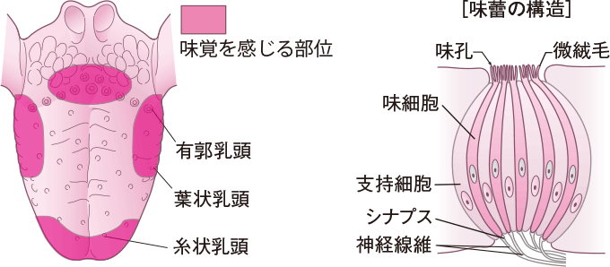 味覚を感じる部位と味蕾の構造
