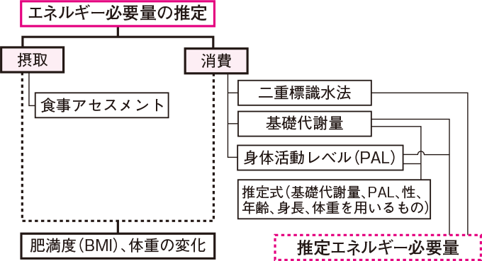 エネルギー必要量を推定するための測定法と体重変化、体格(BMI)、推定エネルギー必要量との関連