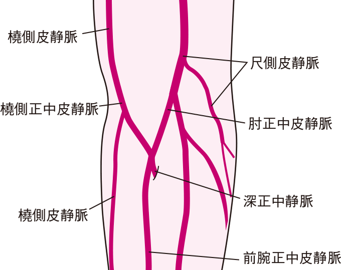 前腕の皮静脈の走行（肘正中皮静脈など）